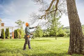 Best Emergency Tree Removal  in Larkspur, CA